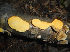 Perenniporia tenuis