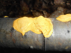 Perenniporia tenuis