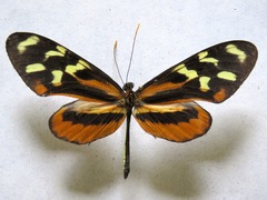 Mechanitis polymnia lycidice