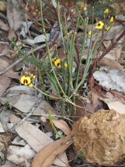 Sphaerolobium alatum