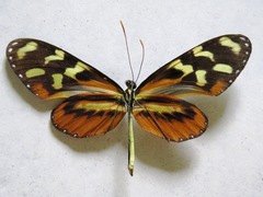 Mechanitis polymnia lycidice