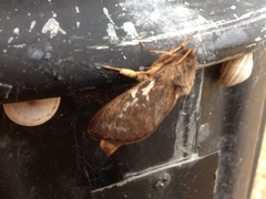 Oxycanus determinata