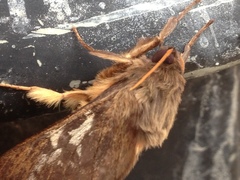 Oxycanus determinata