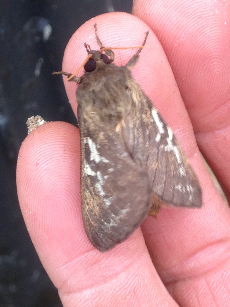 Oxycanus determinata