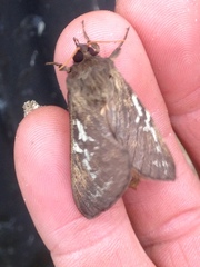 Oxycanus determinata