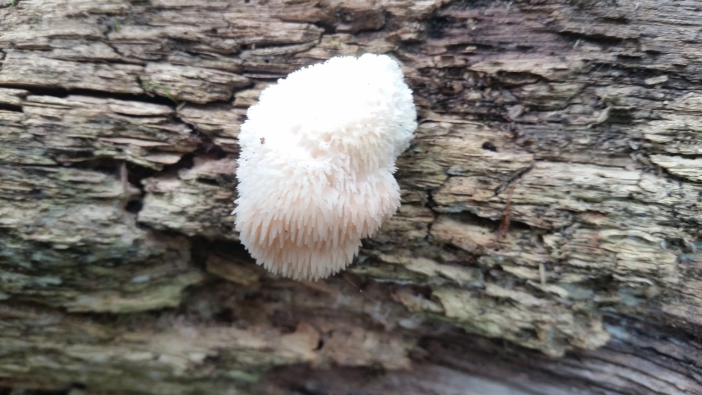 Hericium erinaceus · August 2020 · photo: © epopov (iNaturalist, cc-by)