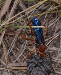 Tachypompilus ferrugineus
