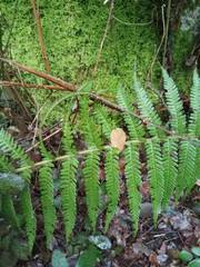 Dryopteris affinis