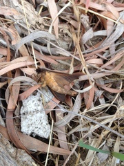 Oxycanus determinata