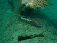 Notolabrus parilus