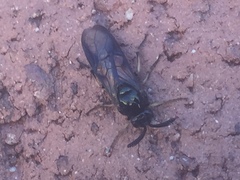 Lophyrotoma analis