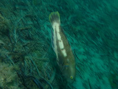 Notolabrus parilus