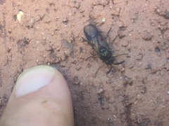 Lophyrotoma analis