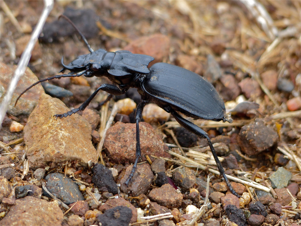 Tyrant Ground Beetle