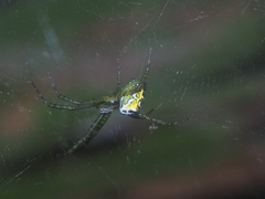 Cyrtophora cylindroides