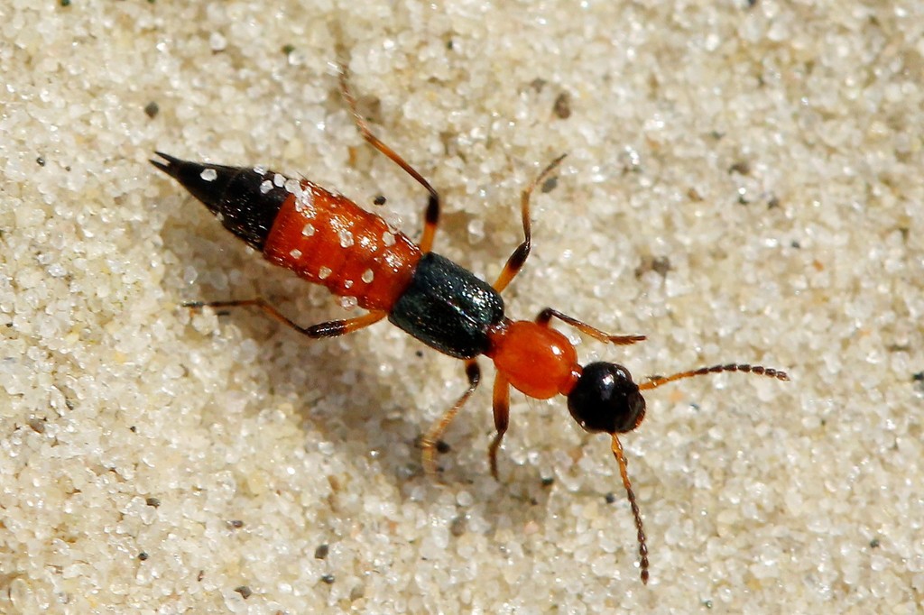 Paederus limnophilus