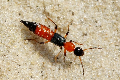 Paederus limnophilus