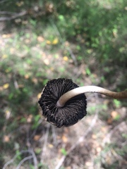 Panaeolus antillarum image