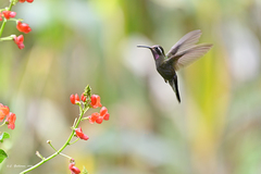 Lampornis amethystinus