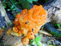 Tremella samoensis