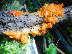 Tremella samoensis