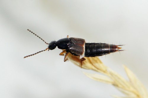 Philonthus fumarius