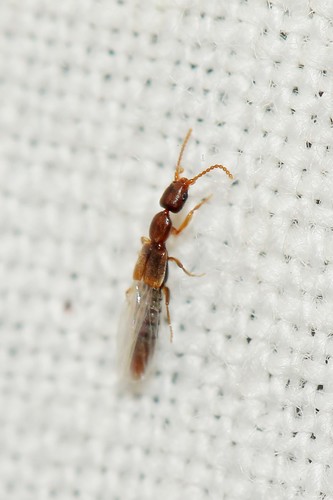 Scopaeus debilis