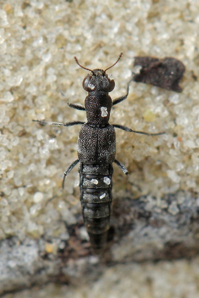 Lough Neagh Camphor Beetle
