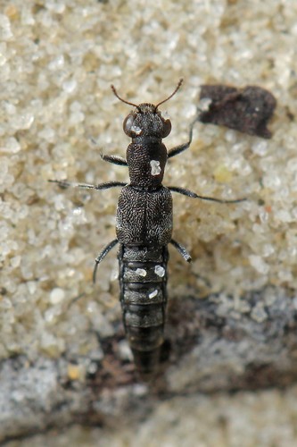 Lough Neagh Camphor Beetle