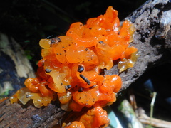 Tremella samoensis