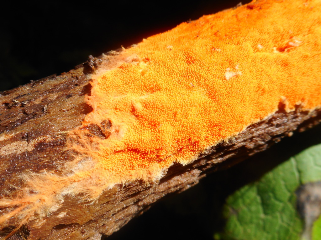 Hydnophlebia chrysorhiza · August 2020 · photo: © epopov (iNaturalist, cc-by)