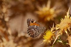 Hipparchia aristaeus