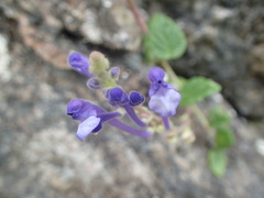 Scutellaria tashiroi