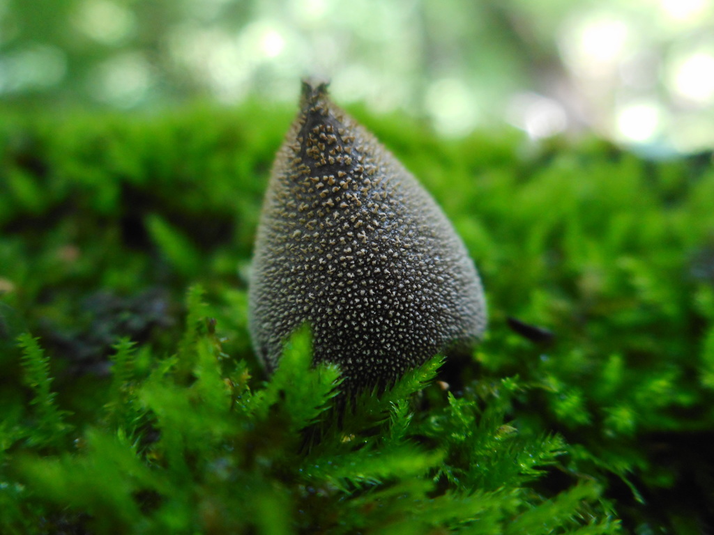 Bryoperdon acuminatum