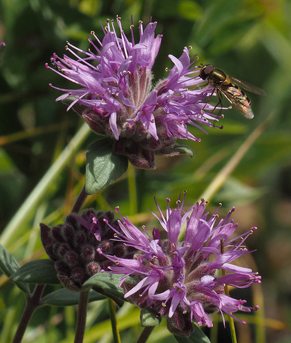 Monardella odoratissima ssp. discolor