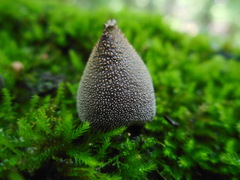 Bryoperdon acuminatum