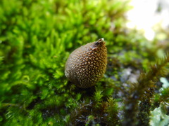 Bryoperdon acuminatum