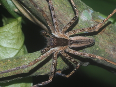 Heteropoda ocyalina