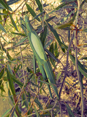 Tropidoderus childrenii