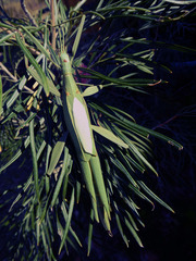 Tropidoderus childrenii