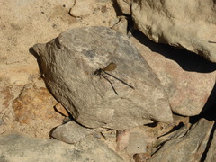 Argia sedula