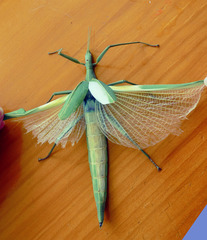 Tropidoderus childrenii