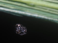 Araneus nox