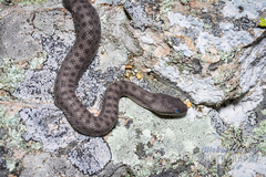 Crotalus pricei