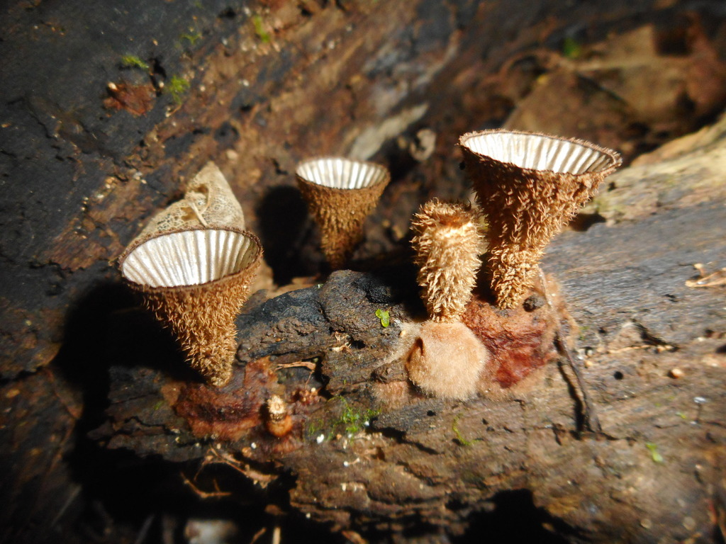 Cyathus striatus · August 2020 · photo: © epopov (iNaturalist, cc-by)