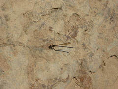 Argia sedula