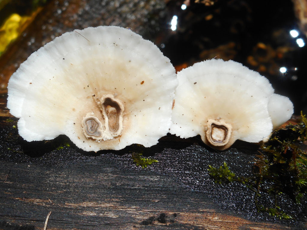 Trametes conchifer · August 2020 · photo: © epopov (iNaturalist, cc-by)