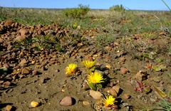 Glottiphyllum
