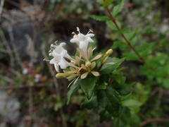 Abelia chinensis