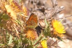Argynnis elisa